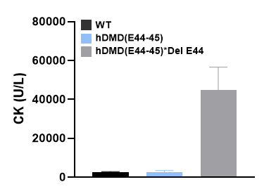 小身躯，大使命：挑战人体最大基因DMD人源化小鼠