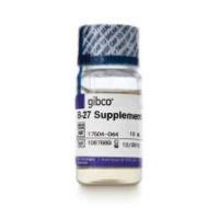 Gibco 17504044 B-27 添加剂 (50X) 无血清 10mL