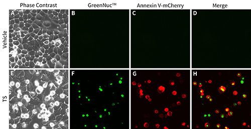 活细胞Caspase-3活性与Annexin V细胞凋亡检测