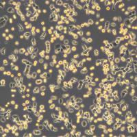 LLC细胞敲除mPIM1基因细胞系
