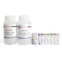 Active Rho Pull-down and Detection Kit