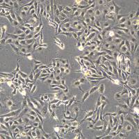 GES-1细胞敲除hCTSB基因细胞株