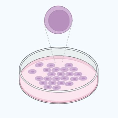 Feeder四抗性细胞