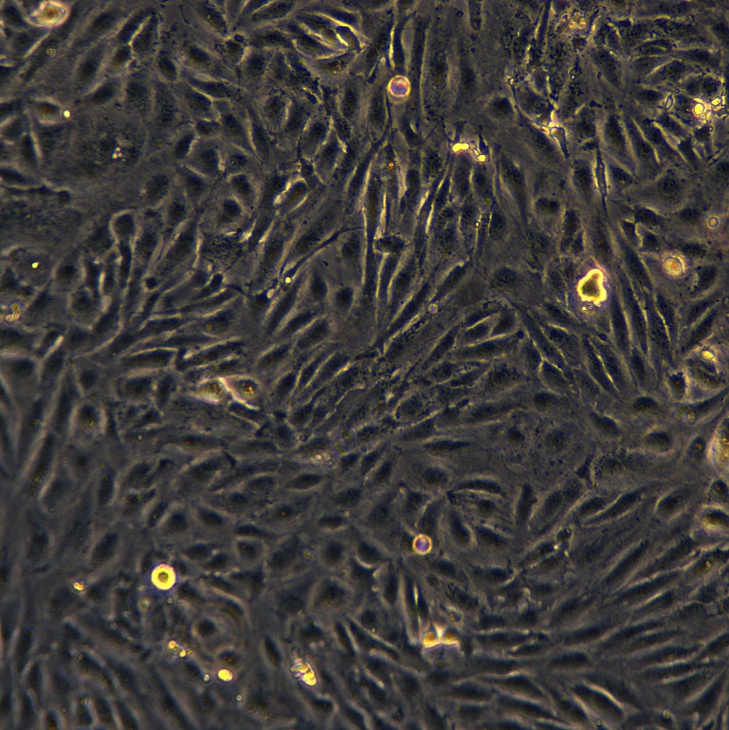 786-O细胞敲除hCBX7基因细胞系