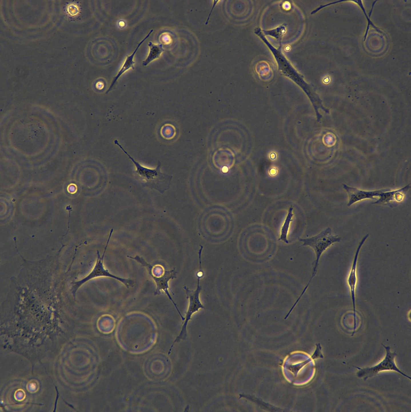 3T3-L1细胞敲除mPik3c3基因细胞系