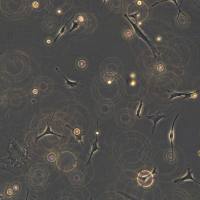 3T3-L1细胞敲除mPik3c3基因细胞系