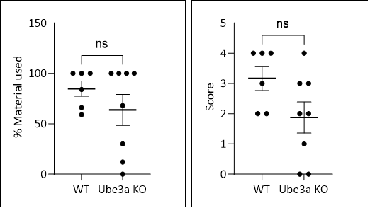 从“快乐假象”到疾病真相：Ube3a基因敲除小鼠揭秘天使综合征的“微笑”之殇