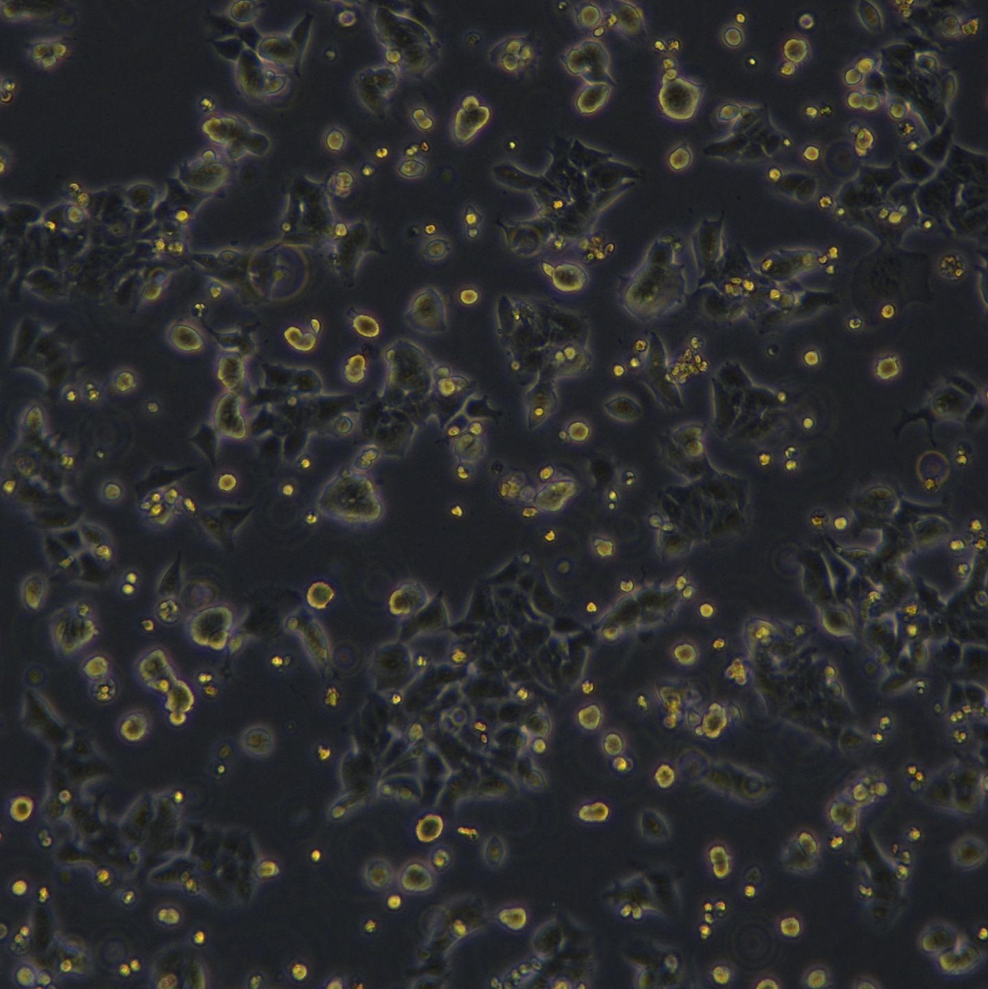 HCT15细胞敲除BRCA2基因细胞系