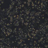 HCT15细胞敲除BRCA2基因细胞系