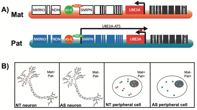 从“快乐假象”到疾病真相：Ube3a基因敲除小鼠揭秘天使综合征的“微笑”之殇