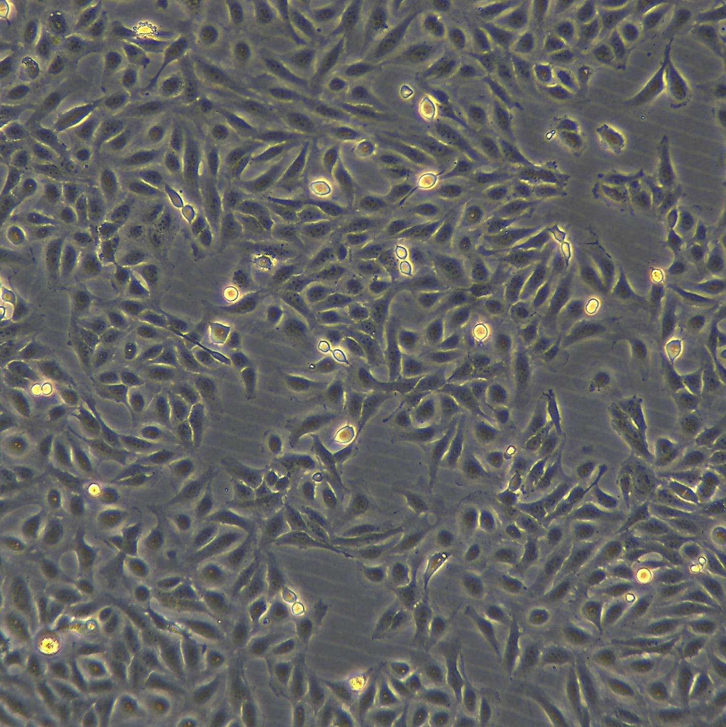GES-1细胞敲除hGSDMD基因细胞系