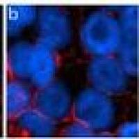A11037 Alexa Fluor 594 荧光二抗 Goat anti-Rabbit IgG (H+L) Highly Cross-Adsorbed Secondary Antibody