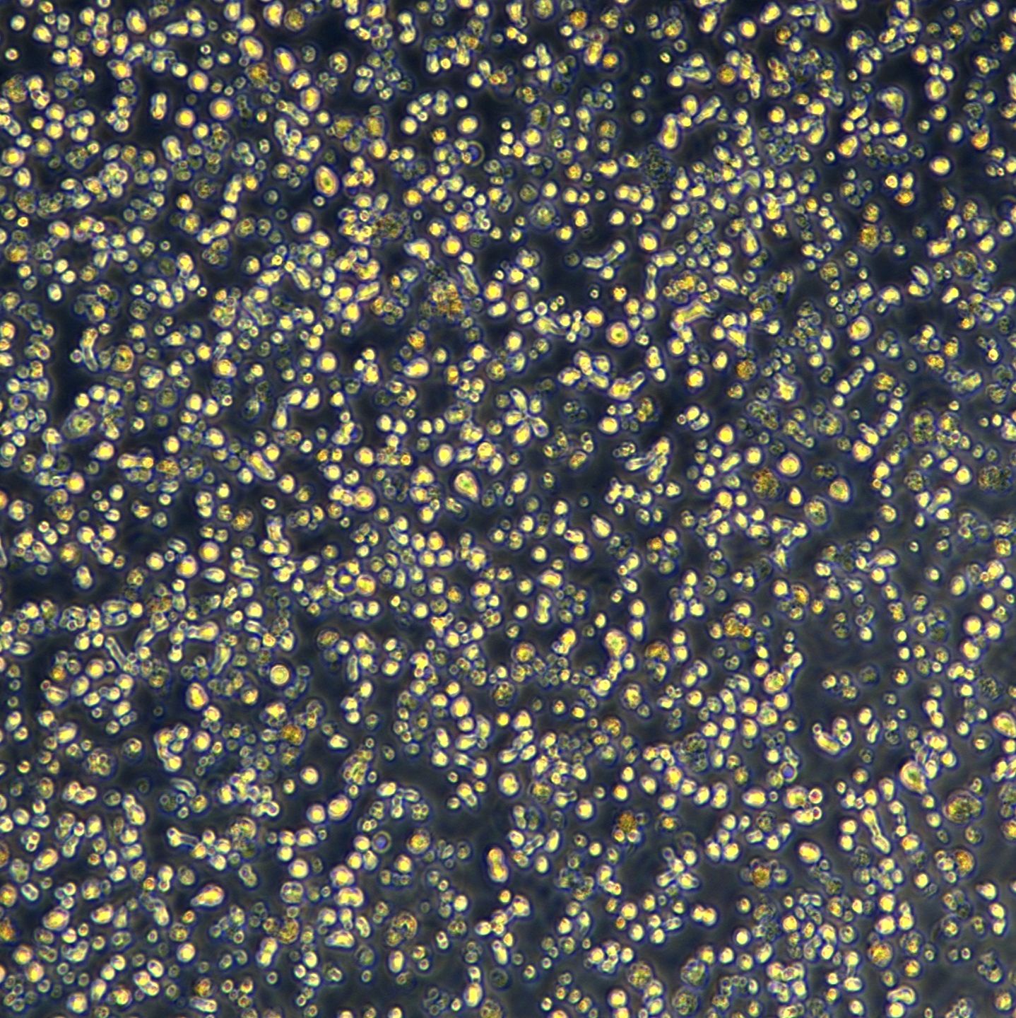 C1498细胞敲除mSdc1基因细胞系