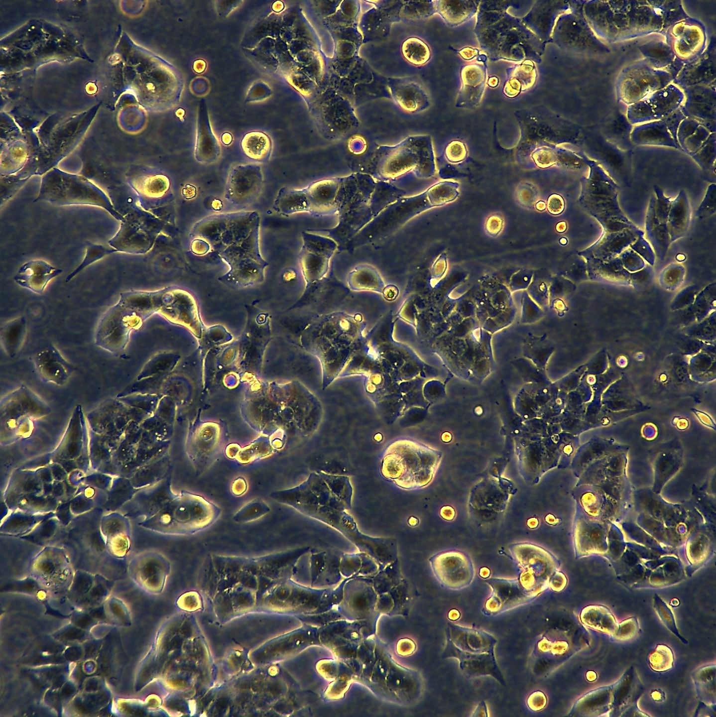 HCC-LM3细胞敲除hUSP22基因细胞系