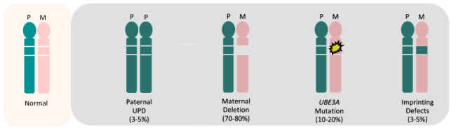 从“快乐假象”到疾病真相：Ube3a基因敲除小鼠揭秘天使综合征的“微笑”之殇