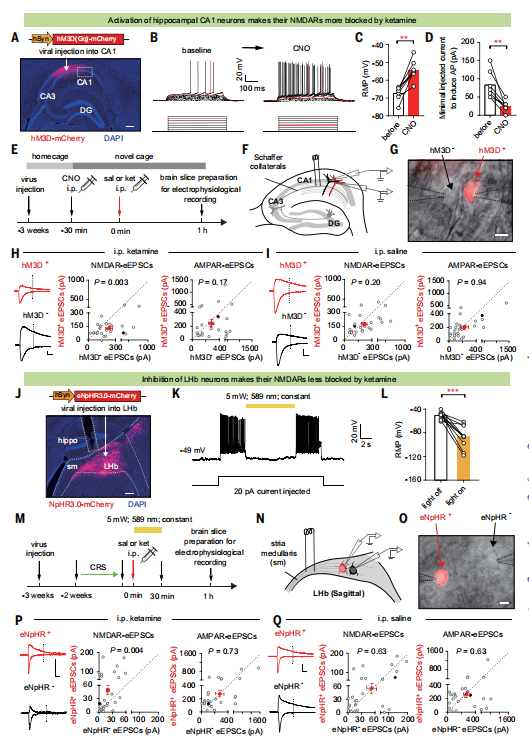 Ketamine快速抗抑郁关键作用机制