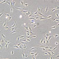 NIH-3T3细胞敲除mCiita基因细胞系