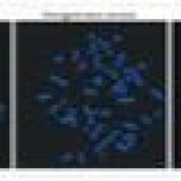 Alexa Fluor 488 荧光二抗 A11008 Goat anti-Rabbit IgG (H+L) Cross-Adsorbed Secondary Antibody