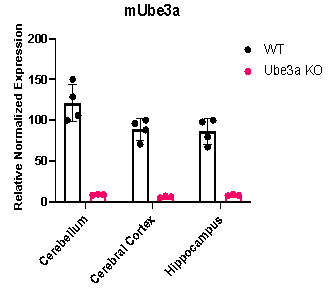 从“快乐假象”到疾病真相：Ube3a基因敲除小鼠揭秘天使综合征的“微笑”之殇