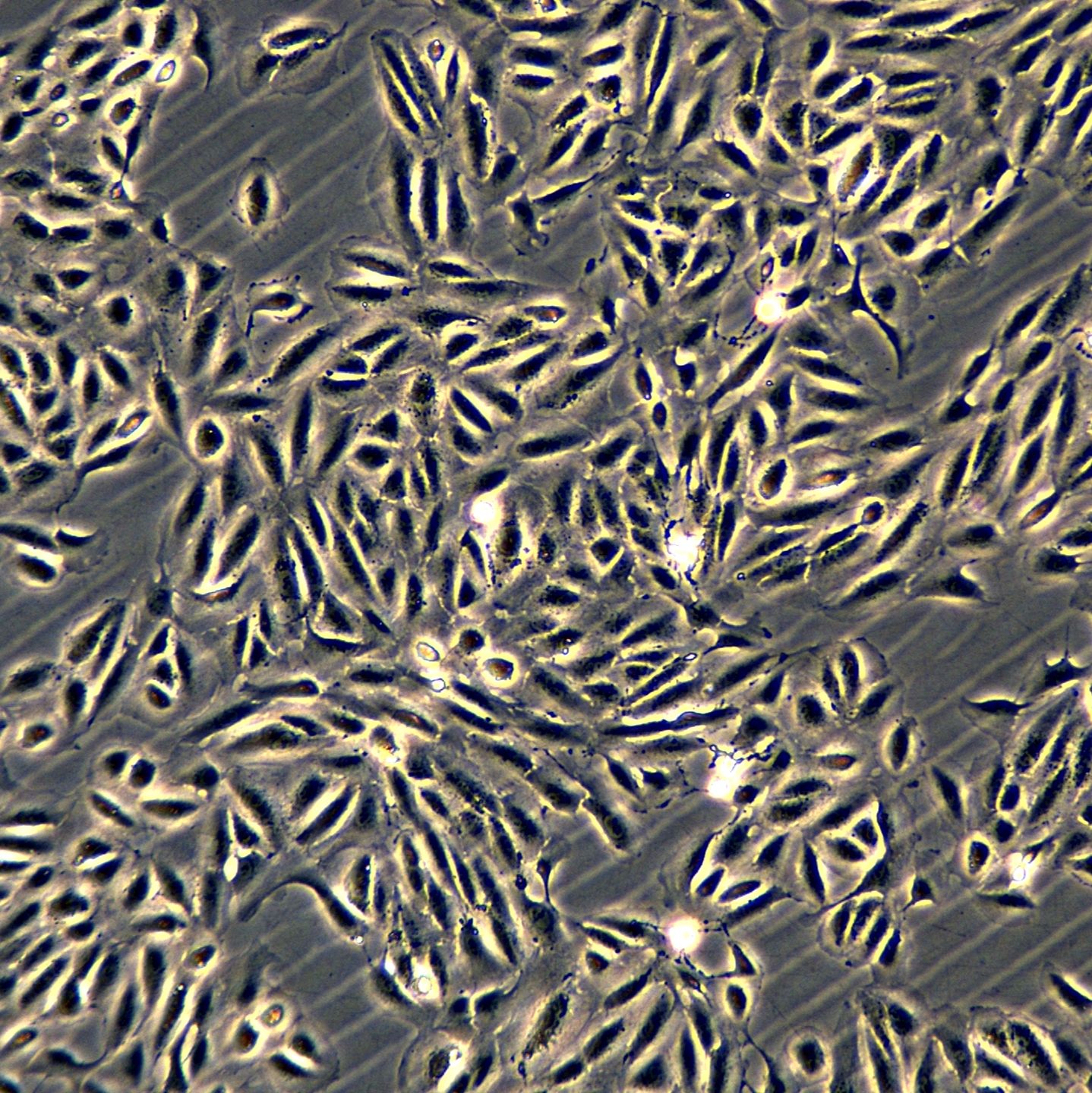 ARPE-19细胞敲除hCYP4V2基因细胞系
