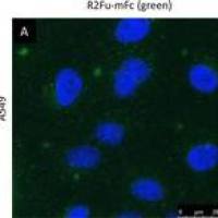 荧光二抗 A11013 Alexa Fluor 488 交叉吸附 Goat anti-Human