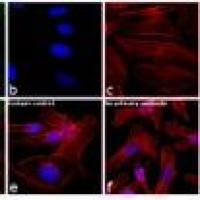 Alexa Fluor 488 高度交叉吸附荧光二抗 A11034 Goat anti
