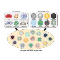聚多巴胺（PDA）修饰负载庆大霉素（Gentamicin）的AuAg纳米颗粒被红细胞膜（RBCM）包裹