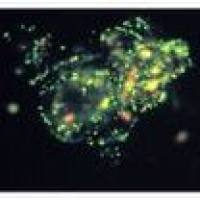 Alexa Fluor 488 A11006 Goat anti-Rat IgG (H+L