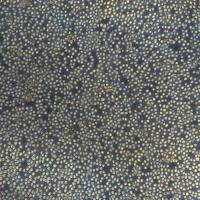 OCI-AML3细胞敲除hFGL2基因细胞系