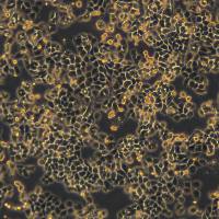 MDA-MB-468细胞敲除hRALA基因细胞系