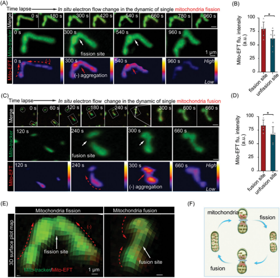 山东第一医科大学团队设计新型探针来检测线粒体电子流