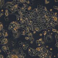 Renca-Luc细胞敲除mPbrm1基因细胞系