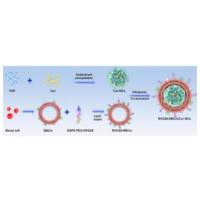 RVG29修饰红细胞膜（RBCm）包裹姜黄素纳米晶体（Cur-NCs）