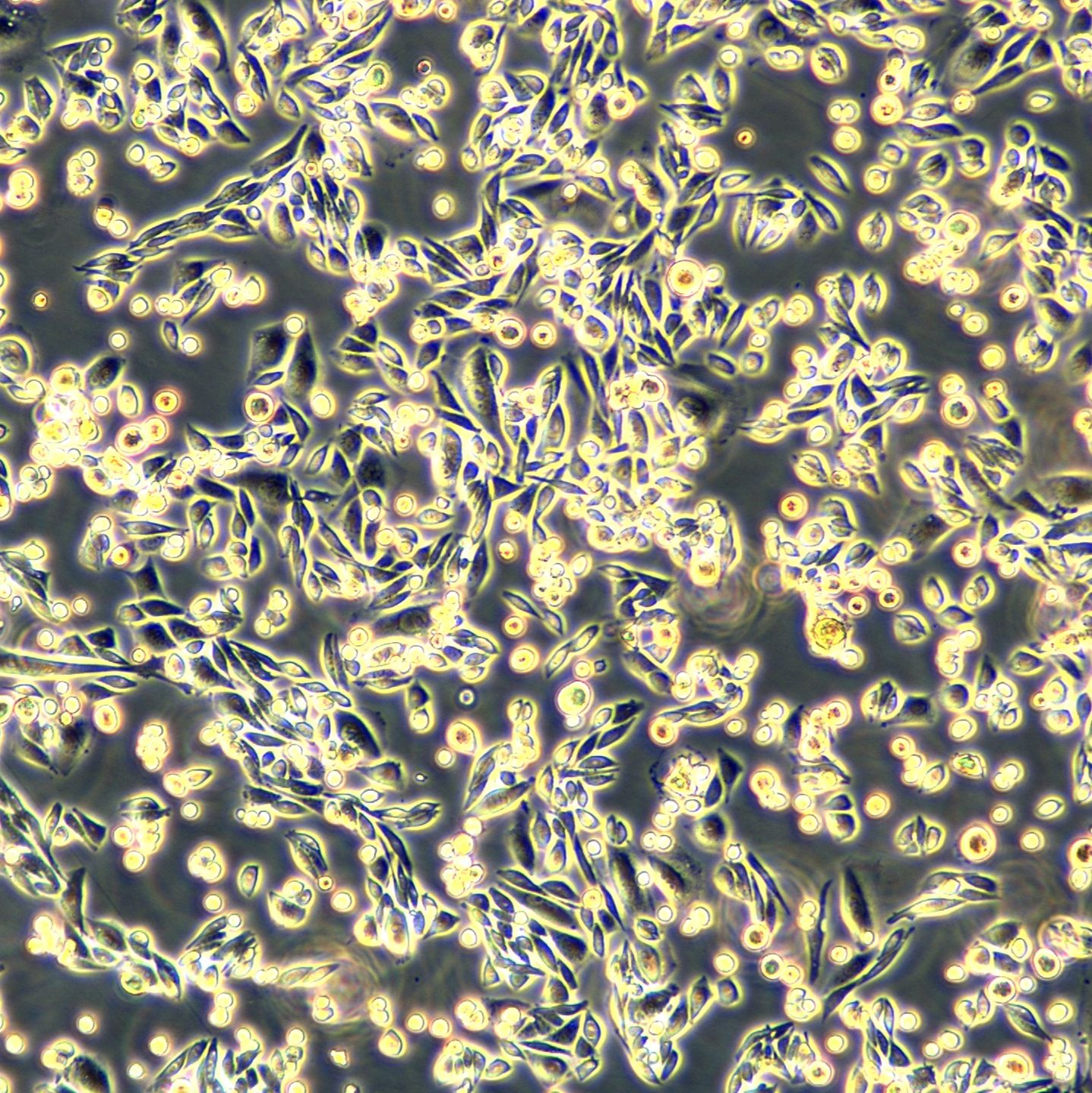 CHO-K1细胞敲除Ssb基因细胞系