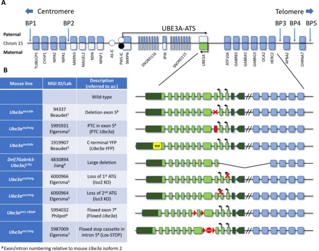从“快乐假象”到疾病真相：Ube3a基因敲除小鼠揭秘天使综合征的“微笑”之殇