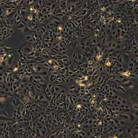 DLD-1细胞敲除hBRCA1基因细胞系