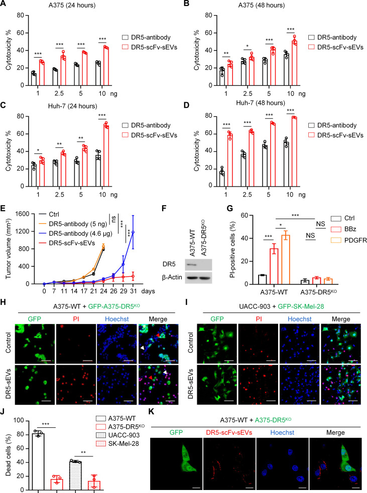 双荧光素酶报告