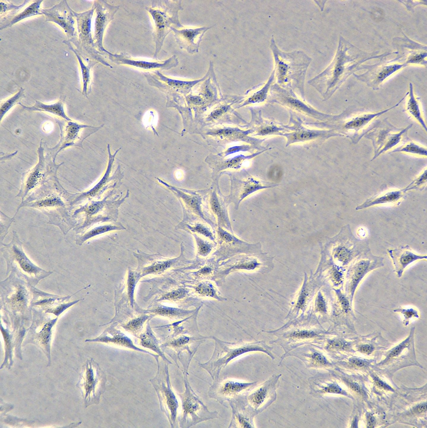 NIH-3T3细胞敲除mBst2基因细胞株