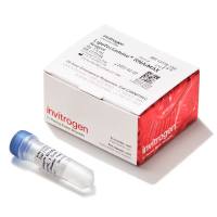 Lipofectamine™ RNAiMAX 转染试剂，13778150-1.5mL