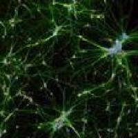 Alexa Fluor 594 A21203 荧光二抗 Donkey anti-Mouse IgG