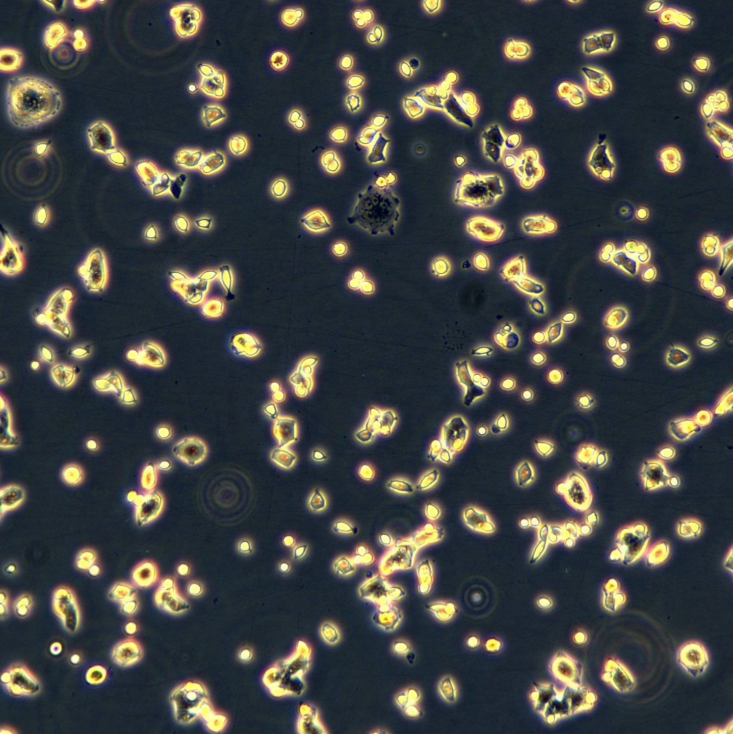 NCI-H520细胞敲除hGALNT14基因细胞株
