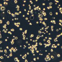 NCI-H520细胞敲除hGALNT14基因细胞株