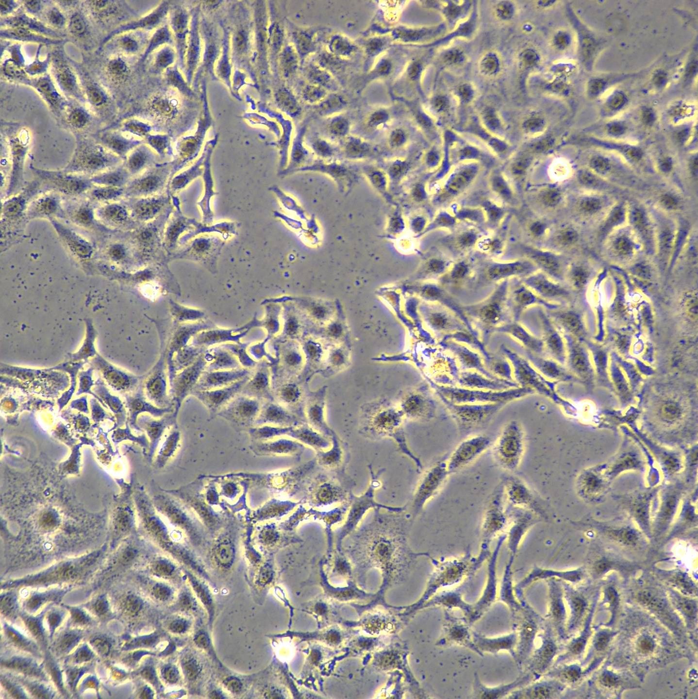 GES-1细胞敲除hGBP5基因细胞株