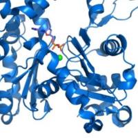 重组蛋白表达/重组酶制剂开发  大肠杆菌、哺乳动物系统