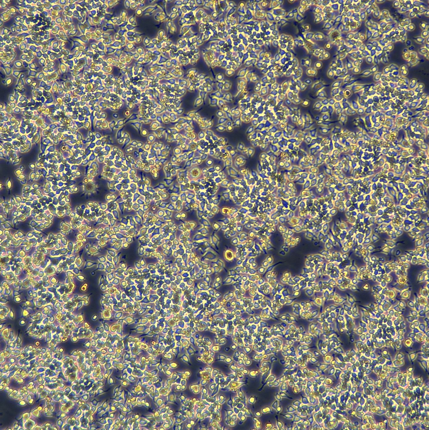 RAW264.7细胞敲除hCD274基因细胞系