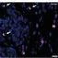 A31570 Alexa Fluor 555 荧光二抗 Donkey anti-Mouse IgG