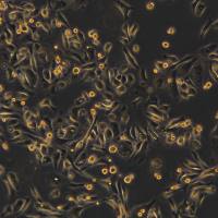 PC-3细胞敲除Human NCOA5基因细胞系