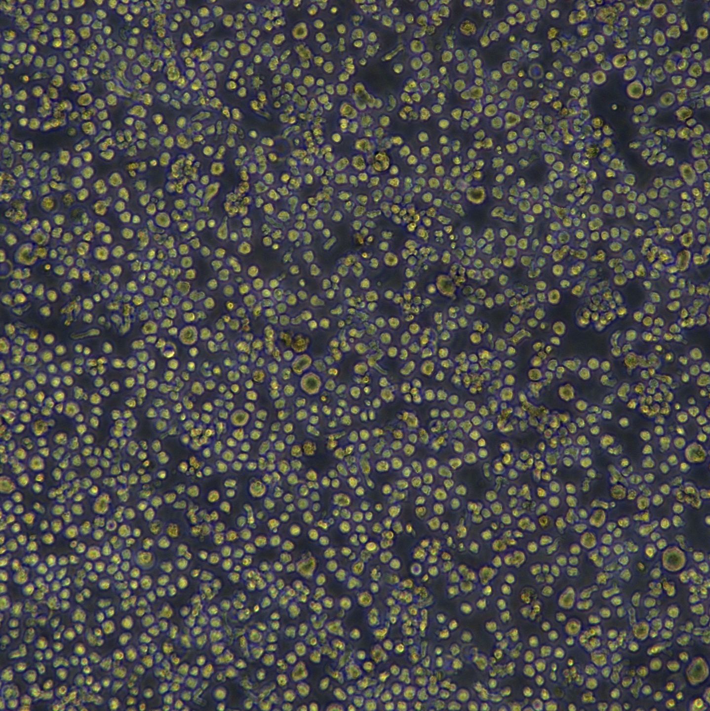 THP-1细胞敲除hCD274基因细胞系