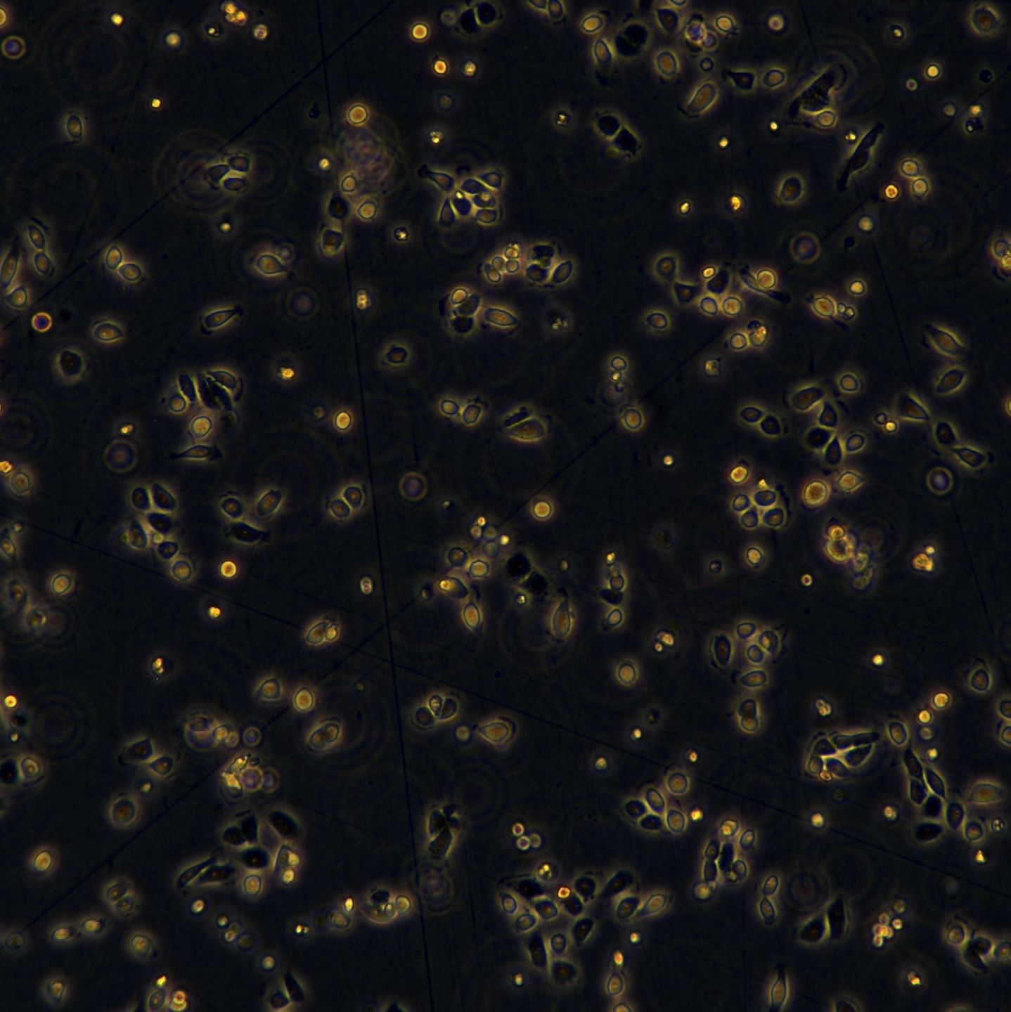 5637细胞敲除hFGFR3基因细胞株