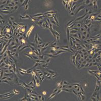 U-2 OS细胞敲除hNFIC基因细胞系